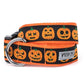 Jack-O'-Lantern Collar & Lead Collection Halloween