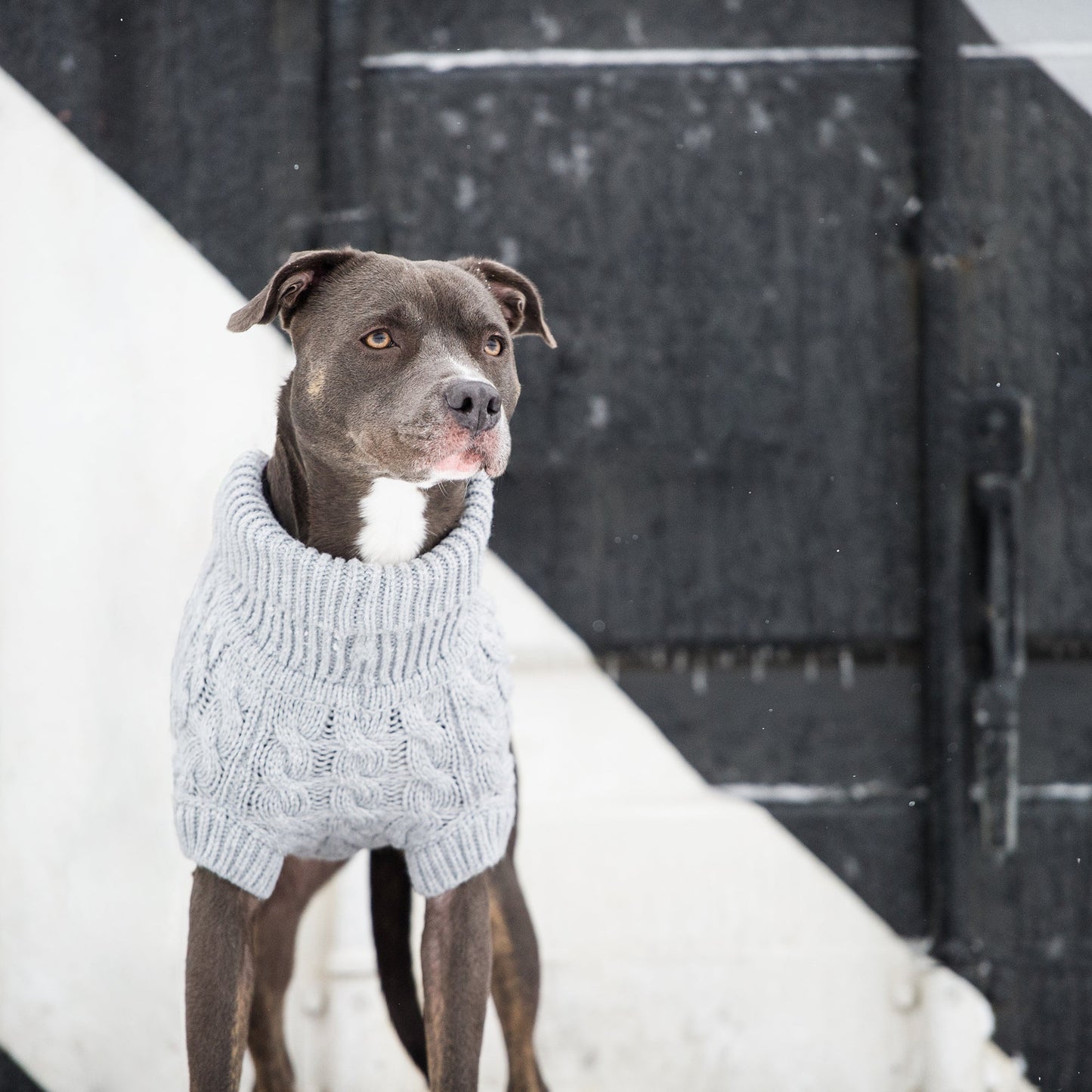 Chalet Dog Sweater - Grey