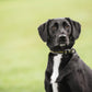 US Army Dog Collar - Dark Camo