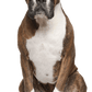 Sitting Boxer T shirt Realistic