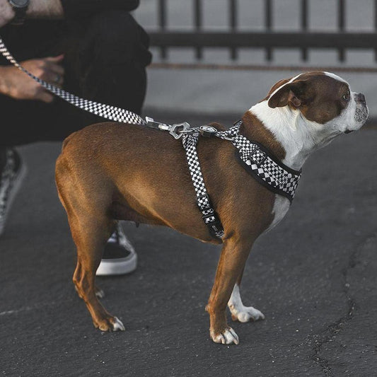 Checkerboard | Leash